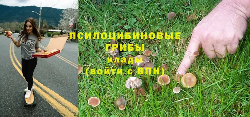 как найти закладки  Ужур  Галлюциногенные грибы Psilocybe 